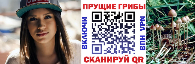 Псилоцибиновые грибы мицелий  Купить закладки  Тверь 